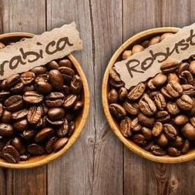 	HOW TO DISTINGUISH ARABICA AND ROBUSTA COFFEE