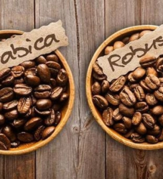 HOW TO DISTINGUISH ARABICA AND ROBUSTA COFFEE